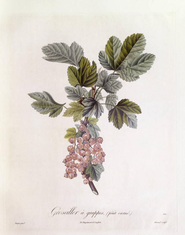 无人,竖图,白色背景,植物,水果,叶子,科学,食品,枝,白色,自然,摄影,环境,生物学,红醋栗,嫩枝,彩图