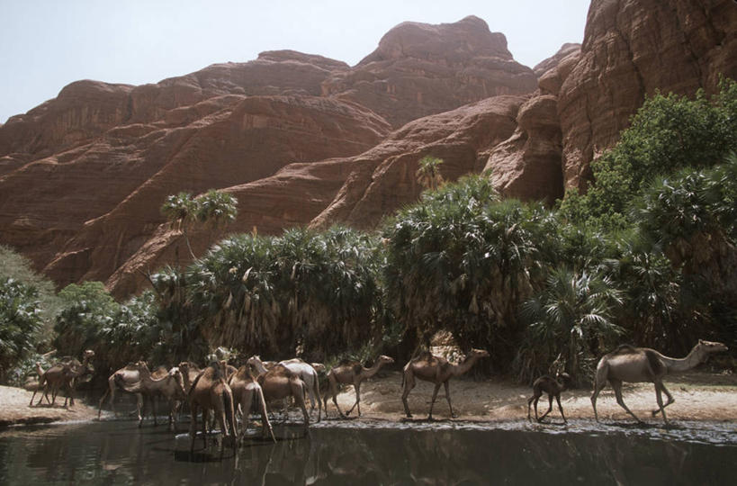 无人,横图,室外,白天,棕榈树,一群,许多,喝,地形,很多,风景,家畜,摄影,岩层,单峰骆驼,岩石,步行,彩图