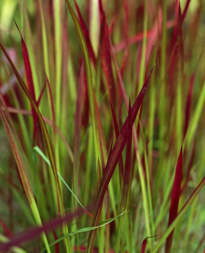 无人,竖图,室外,特写,白天,美景,植物,叶子,英国,景观,英格兰,草,红色,绿色,自然,夏天,景色,摄影,自然风光,观赏草,彩图,对焦,多年生植物
