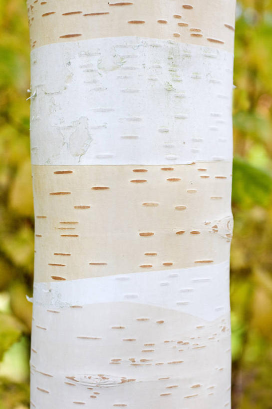 无人,竖图,室外,特写,白天,美景,植物,英国,景观,树皮,英格兰,树,树干,白色,自然,景色,摄影,白桦,自然风光,落叶树,彩图