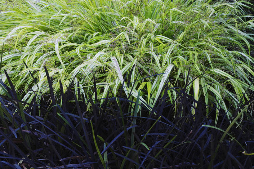 无人,横图,室外,白天,美景,植物,叶子,英国,景观,英格兰,草,绿色,黑色,自然,夏天,景色,摄影,多样,自然风光,观赏草,彩图,多年生植物