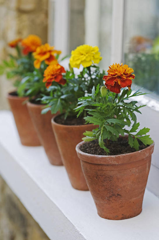 无人,竖图,室外,特写,白天,美景,植物,静物,花盆,英国,景观,万寿菊,英格兰,窗台,花,黄色,自然,容器,夏天,橙色,景色,摄影,自然风光,彩图