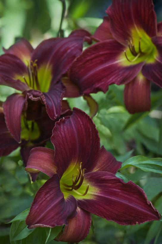 无人,竖图,室外,特写,白天,美景,植物,萱草,英国,景观,花,花瓣,三个,红色,自然,夏天,景色,摄影,自然风光,彩图,对焦,多年生植物