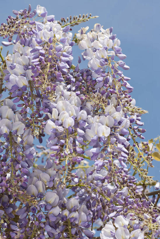 无人,攀登,竖图,室外,特写,白天,美景,植物,英国,景观,紫藤,花,花瓣,蓝色,紫色,天空,自然,春天,景色,摄影,自然风光,落叶树,彩图