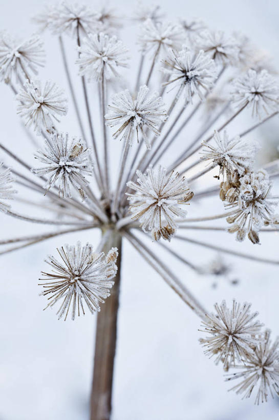 无人,竖图,室外,特写,白天,美景,植物,当归,英国,景观,冬天,种子,霜,花,一个,白色,灰色,自然,景色,寒冷,摄影,单个,脆弱,草本,自然风光,彩图,全画面,全框架,全帧,全画幅,对焦