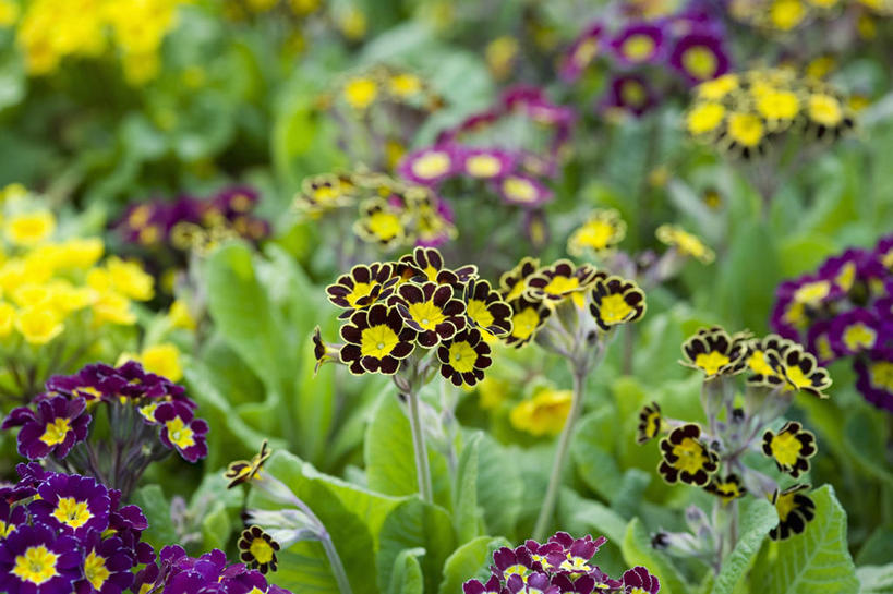 无人,横图,室外,白天,美景,植物,英国,景观,花,花瓣,黄色,黑色,自然,春天,景色,摄影,自然风光,樱草花,式样,彩图,对焦,多年生植物