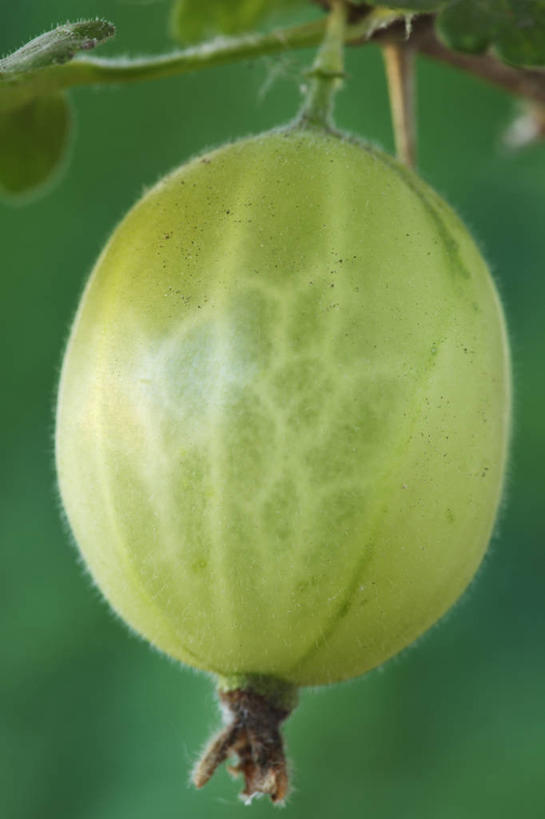 无人,竖图,室外,特写,白天,美景,植物,水果,英国,景观,生食,食品,饮食,一个,绿色,自然,夏天,球体,景色,摄影,单个,清新,自然风光,醋栗,彩图,对焦