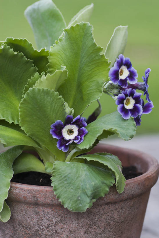 无人,竖图,室外,特写,白天,美景,植物,叶子,花盆,英国,景观,花,花瓣,绿色,紫色,自然,容器,春天,景色,摄影,粘土,自然风光,樱草花,彩图