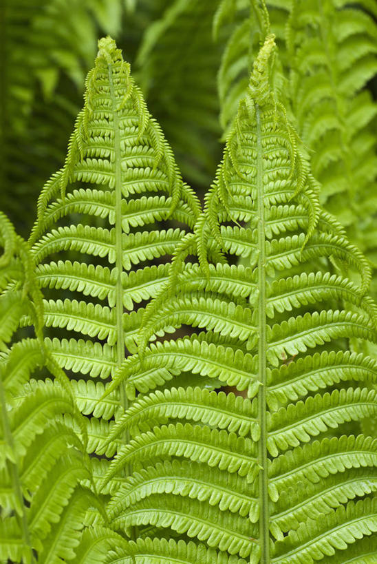 无人,竖图,室外,特写,白天,美景,植物,叶子,英国,景观,绿色,自然,春天,景色,摄影,自然风光,复叶,彩图