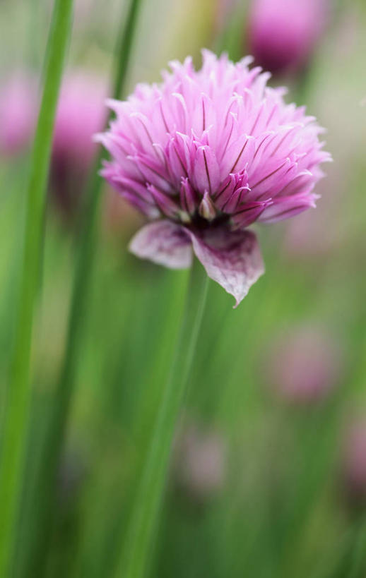 无人,竖图,室外,特写,白天,美景,植物,英国,景观,食品,饮食,花,花瓣,一个,粉色,自然,夏天,景色,摄影,单个,细香葱,草本,清新,自然风光,彩图