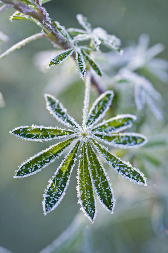 无人,竖图,室外,特写,白天,美景,植物,叶子,英国,景观,冬天,霜,绿色,灰色,自然,景色,寒冷,摄影,自然风光,挑战,白羽扇豆,式样,彩图,对焦,多年生植物