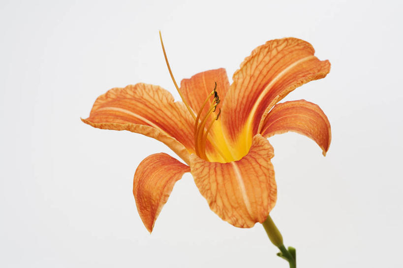 无人,横图,室内,特写,白天,白色背景,美景,植物,萱草,英国,景观,花,花瓣,一个,自然,夏天,橙色,景色,摄影,单个,自然风光,彩图,影棚拍摄,对焦,多年生植物