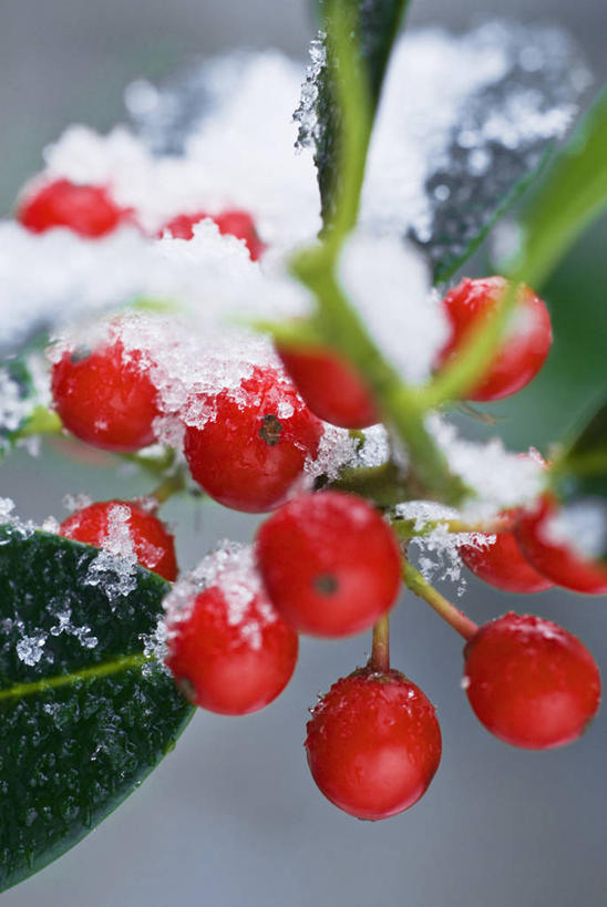 无人,竖图,室外,特写,白天,美景,雪,植物,浆果,英国,景观,冬天,冬青树,红色,自然,景色,寒冷,摄影,灌木,自然风光,常绿树,彩图,对焦