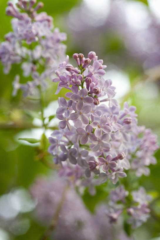 无人,竖图,室外,特写,白天,美景,植物,丁香花,英国,景观,花,花瓣,花朵,一个,粉色,自然,春天,景色,摄影,单个,灌木,自然风光,苍白,落叶树,柴郡,彩图,对焦