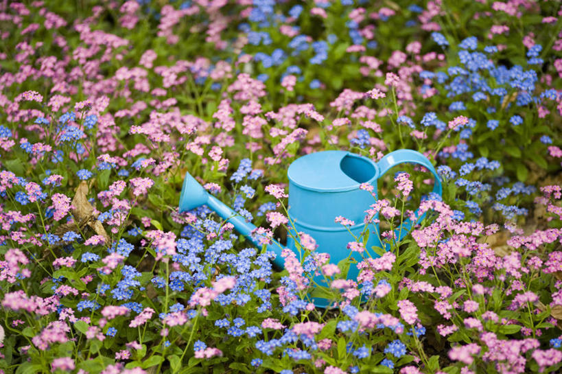 无人,横图,彩色,室外,特写,白天,美景,植物,勿忘我,英国,金属,喷壶,景观,园艺,设备,物品,花,花瓣,一个,粉色,蓝色,自然,春天,景色,摄影,单个,五颜六色,色彩斑斓,自然风光,五彩缤纷,雪堆,五彩斑斓,五光十色,彩图,对焦,多年生植物