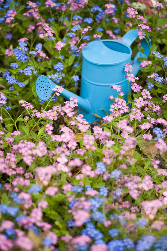 无人,竖图,彩色,室外,特写,白天,美景,植物,勿忘我,英国,金属,喷壶,景观,设备,物品,花,花瓣,一个,粉色,蓝色,自然,春天,景色,摄影,单个,五颜六色,色彩斑斓,自然风光,五彩缤纷,雪堆,五彩斑斓,五光十色,彩图,对焦,多年生植物