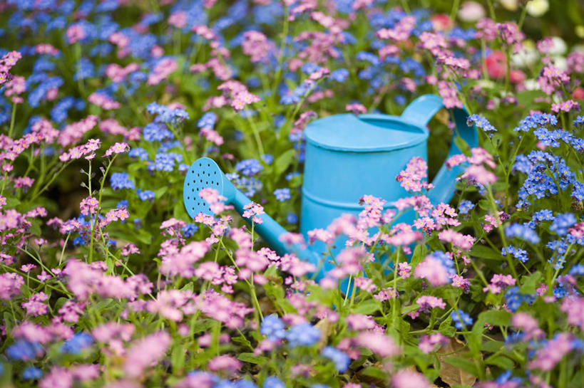 无人,横图,彩色,室外,特写,白天,美景,植物,勿忘我,英国,金属,喷壶,景观,设备,物品,花,花瓣,一个,粉色,蓝色,自然,春天,景色,摄影,单个,五颜六色,色彩斑斓,自然风光,五彩缤纷,雪堆,五彩斑斓,五光十色,彩图,对焦,多年生植物