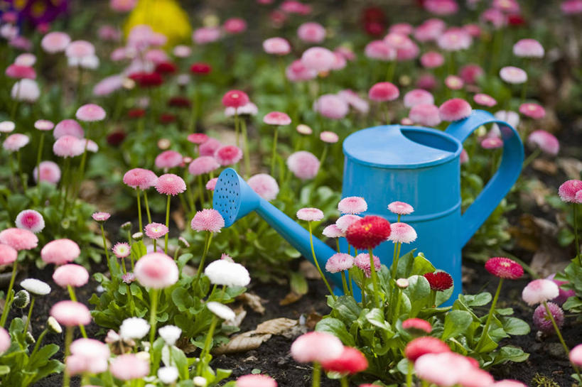 无人,横图,彩色,室外,特写,白天,美景,植物,英国,金属,喷壶,景观,设备,物品,花,花瓣,一个,粉色,自然,春天,景色,摄影,单个,五颜六色,色彩斑斓,自然风光,五彩缤纷,雪堆,五彩斑斓,五光十色,彩图,多年生植物