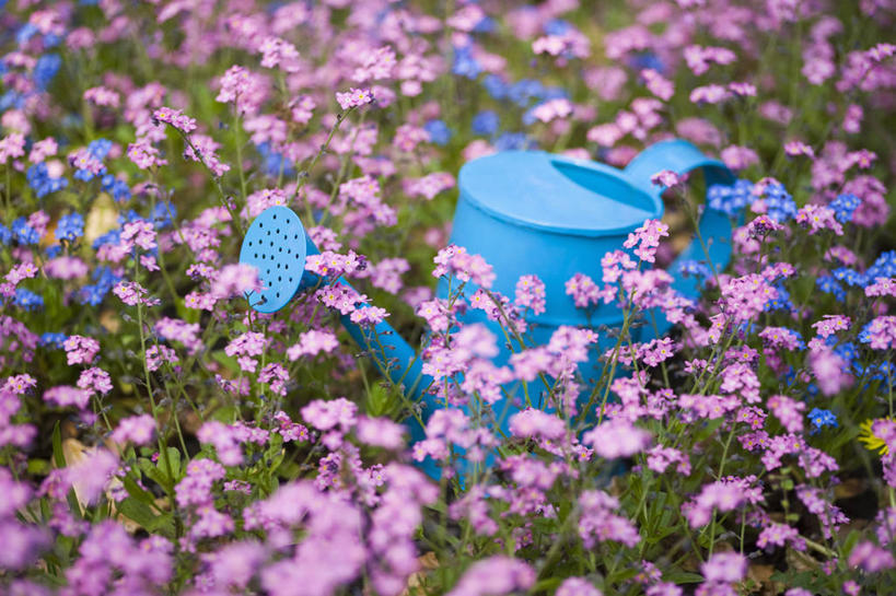 无人,横图,彩色,室外,特写,白天,美景,植物,勿忘我,英国,金属,喷壶,景观,设备,物品,花,花瓣,一个,粉色,蓝色,自然,春天,景色,摄影,单个,五颜六色,色彩斑斓,自然风光,五彩缤纷,雪堆,五彩斑斓,五光十色,彩图,对焦,多年生植物