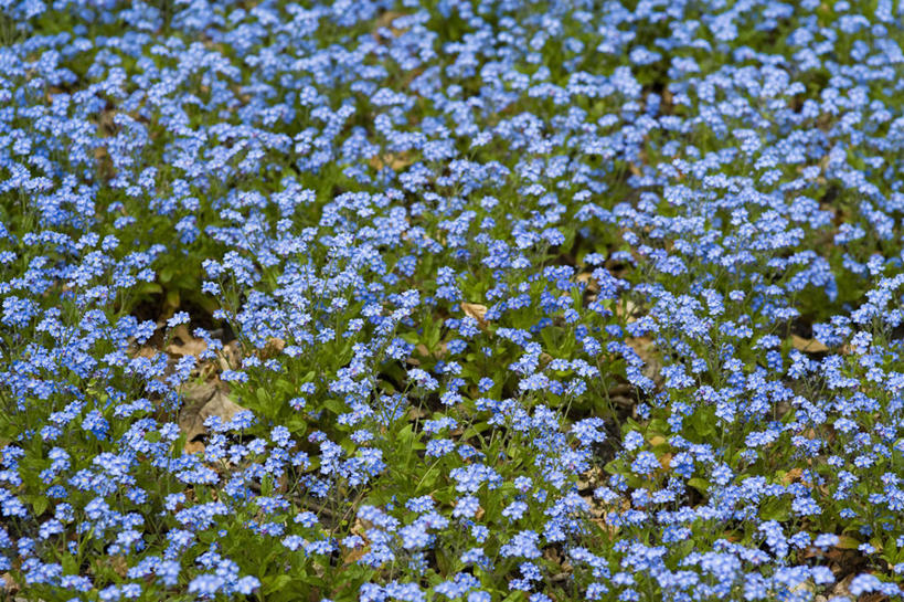无人,横图,彩色,室外,特写,白天,美景,植物,勿忘我,英国,许多,景观,很多,花,花瓣,蓝色,自然,春天,景色,摄影,五颜六色,色彩斑斓,自然风光,五彩缤纷,雪堆,五彩斑斓,五光十色,彩图,对焦,多年生植物