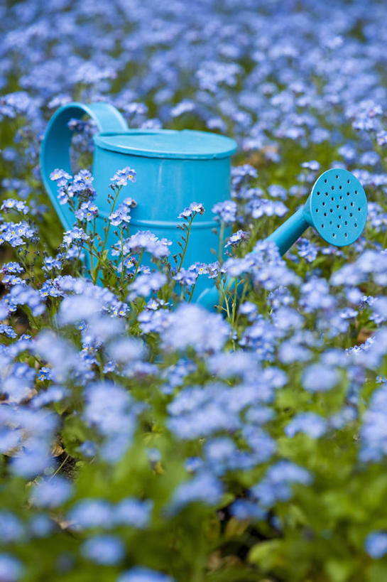 无人,竖图,彩色,室外,特写,白天,美景,植物,勿忘我,英国,金属,喷壶,景观,设备,物品,花,花瓣,一个,蓝色,自然,春天,景色,摄影,单个,五颜六色,色彩斑斓,自然风光,五彩缤纷,雪堆,五彩斑斓,五光十色,彩图,多年生植物