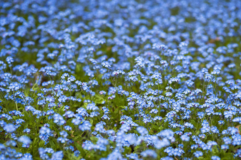 无人,横图,彩色,室外,特写,白天,美景,植物,勿忘我,英国,许多,景观,很多,花,花瓣,蓝色,自然,春天,景色,摄影,五颜六色,色彩斑斓,自然风光,五彩缤纷,雪堆,五彩斑斓,五光十色,彩图,对焦,多年生植物