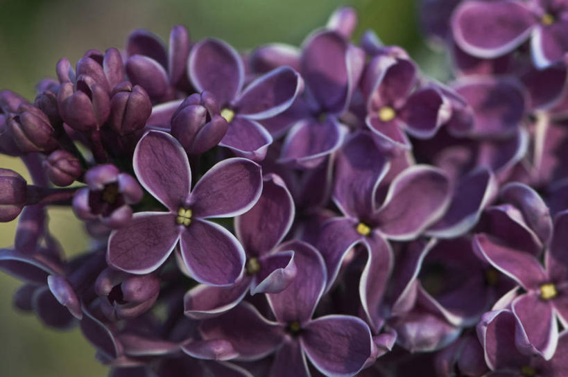 无人,横图,室外,特写,白天,美景,植物,丁香花,英国,景观,花,花朵,紫色,自然,春天,景色,摄影,灌木,自然风光,彩图,对焦