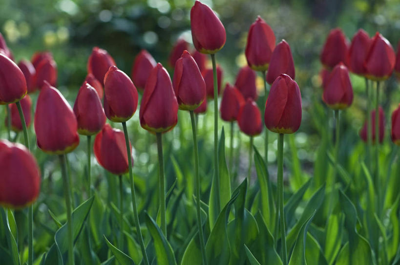 无人,横图,室外,特写,白天,美景,植物,郁金香,蔬菜,英国,许多,新鲜,景观,食品,很多,花,食物,红色,自然,春天,景色,摄影,有机食品,绿色食品,自然风光,雪堆,彩图,对焦