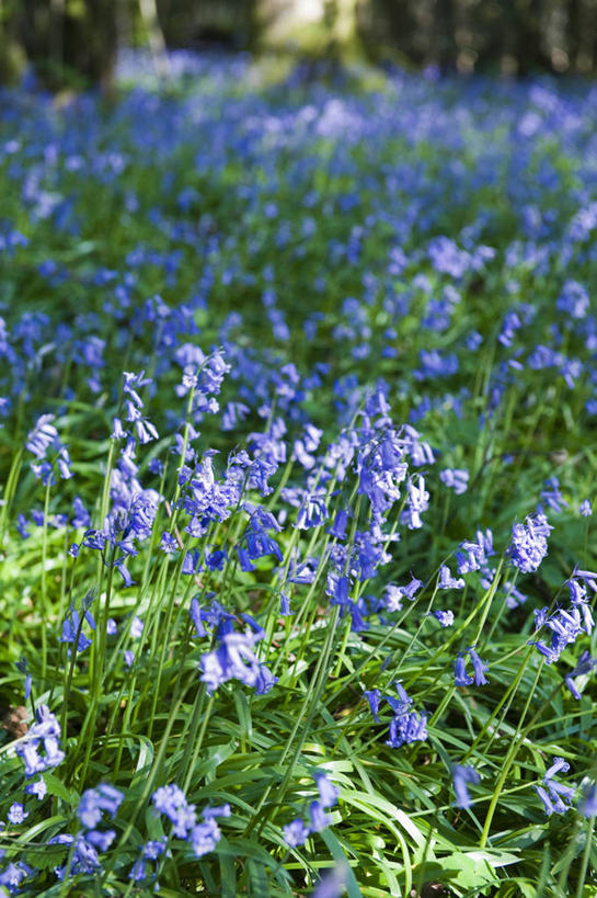 无人,竖图,室外,白天,美景,植物,蔬菜,日光,英国,阴影,新鲜,景观,食品,树荫,野花,花,食物,蓝色,自然,春天,景色,摄影,有机食品,绿色食品,自然风光,雪堆,野风信子,彩图,对焦