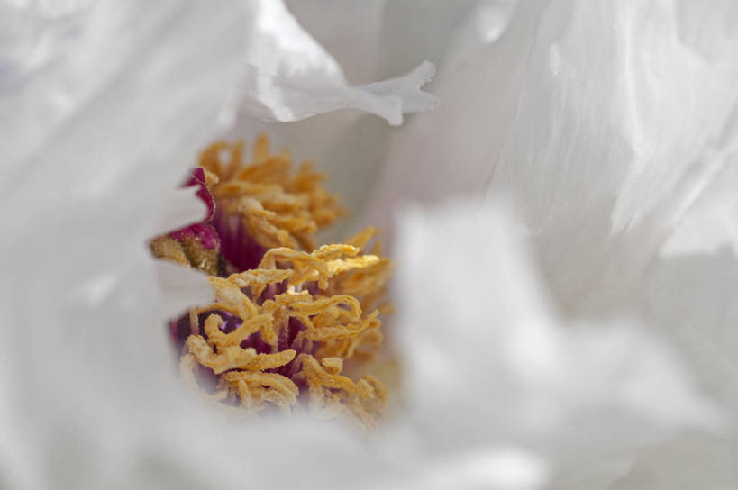 无人,横图,室外,特写,白天,美景,植物,英国,景观,花,花瓣,黄色,白色,自然,景色,摄影,雄蕊,自然风光,柔焦,花粉,牡丹,彩图,全画面,全框架,全帧,全画幅