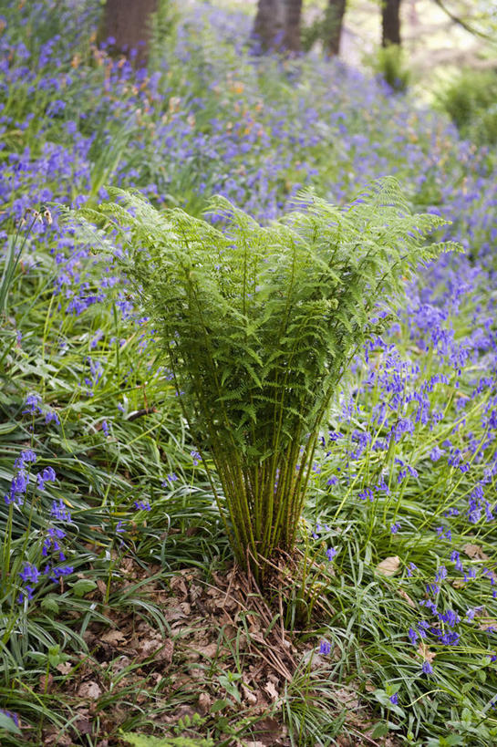 无人,竖图,室外,特写,白天,美景,树林,植物,蔬菜,叶子,英国,新鲜,景观,食品,野花,花,食物,蓝色,绿色,自然,春天,景色,摄影,有机食品,绿色食品,蕨类,自然风光,雪堆,复叶,野风信子,彩图,多年生植物