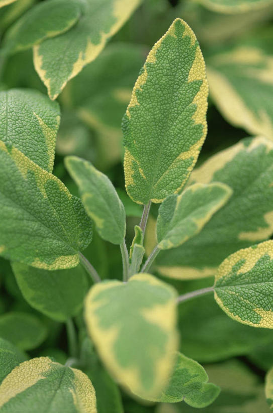 无人,竖图,室外,特写,白天,美景,植物,叶子,景观,图像,绿色,自然,概念,生物,景色,摄影,鼠尾草,焦点,草本,自然风光,主题,构图,彩图,时空