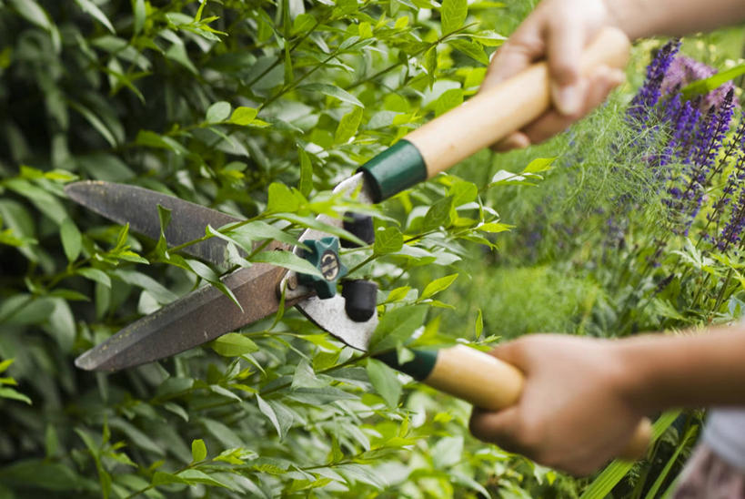 手,一个人,家庭,横图,室外,特写,白天,运动模糊,植物,园艺,图像,设备,物品,绿色,夏天,温暖,温馨,一家人,生物,季节,人体,摄影,和睦,主题,切断,构图,女贞,休闲活动,彩图,时空,融洽,对焦,家务劳动