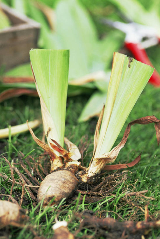 无人,竖图,室外,特写,白天,爱情,友谊,美景,植物,景观,园艺,鸢尾花,图像,浇水,自然,概念,生物,景色,摄影,生长,焦点,鸢尾,自然风光,主题,紫蝴蝶,蓝蝴蝶,扁竹花,构图,开端,彩图,爱丽丝,爱丽丝花,时空