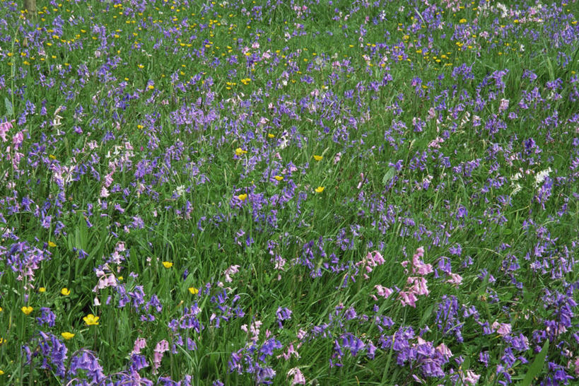 无人,横图,室外,白天,背景,美景,植物,景观,毛茛,草药,药草,图像,中药,花,自然,春天,概念,景色,季节,摄影,自然风光,主题,药材,中草药,中药材,本草,老虎脚爪草,鱼疔草,构图,野风信子,彩图,全画面,全框架,全帧,时空,全画幅,百合科