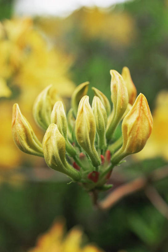无人,竖图,室外,特写,白天,美景,植物,杜鹃花,景观,杜鹃,图像,花蕾,黄色,自然,春天,概念,景色,季节,摄影,灌木,喜悦,焦点,克制,自然风光,主题,红杜鹃,满山红,清明花,清时,山踯躅,红踯躅,节制,欣喜,构图,山石榴,映山红,彩图,时空