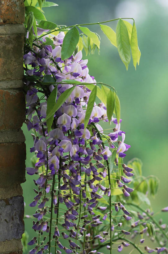 无人,竖图,室外,特写,白天,美景,植物,叶子,景观,紫藤,图像,紫色,自然,春天,藤蔓,概念,景色,季节,摄影,焦点,自然风光,主题,藤蔓植物,构图,彩图,时空