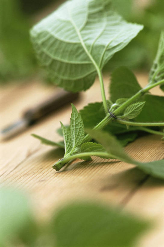 无人,竖图,室外,特写,白天,园艺,图像,浇水,绿色,自然,夏天,季节,摄影,鼠尾草,草本,主题,构图,休闲活动,彩图,时空,对焦