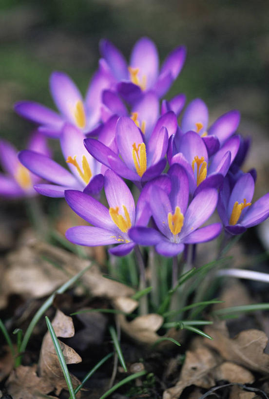 无人,竖图,室外,特写,白天,爱情,快乐,友谊,美景,蔬菜,许多,新鲜,景观,云,冬天,食品,鸢尾花,很多,图像,藏红花,食物,紫色,天空,自然,概念,景色,季节,摄影,有机食品,绿色食品,保护,番红花,焦点,鸢尾,清新,自然风光,主题,西红花,紫蝴蝶,蓝蝴蝶,扁竹花,构图,彩图,爱丽丝,爱丽丝花,时空