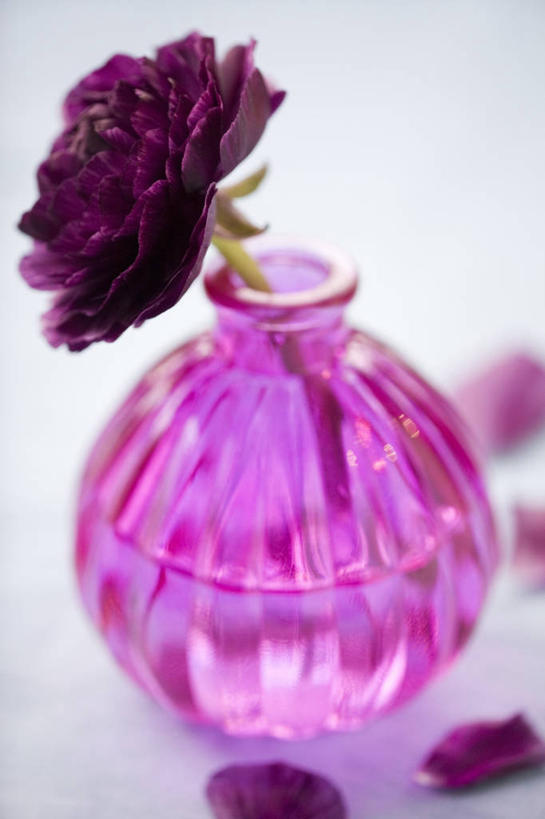 无人,竖图,室内,特写,白色背景,美景,植物,静物,盛开,景观,毛茛,草药,药草,图像,花蕾,中药,花,花瓣,花朵,鲜花,一朵,一个,粉色,自然,花束,花苞,花蕊,概念,景色,摄影,单个,焦点,自然风光,主题,药材,中草药,中药材,本草,老虎脚爪草,鱼疔草,构图,彩图,影棚拍摄