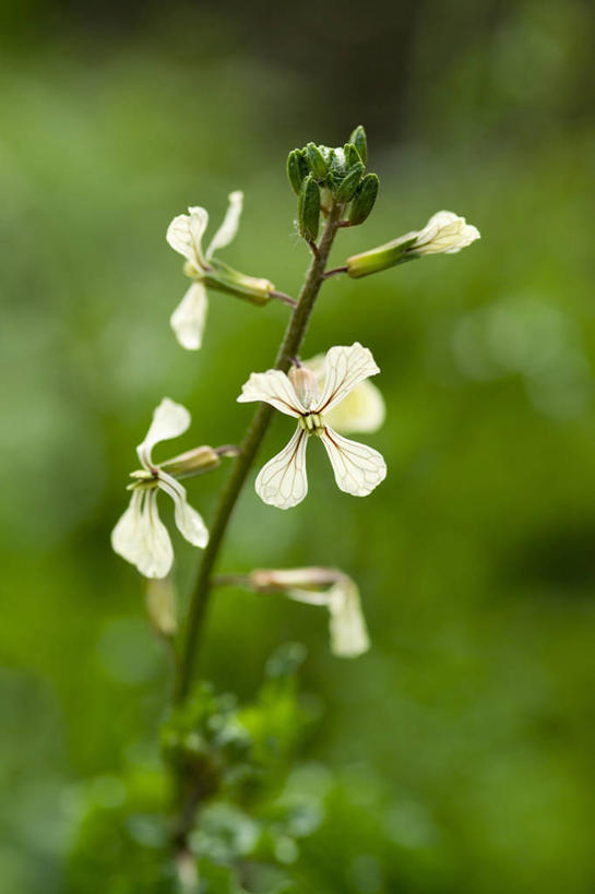 无人,竖图,室外,特写,白天,美景,蔬菜,叶子,新鲜,盛开,景观,莴苣,食品,绿叶,图像,花蕾,饮食,花,花瓣,花朵,鲜花,食物,一朵,一个,黄色,自然,夏天,花苞,花蕊,概念,嫩叶,景色,季节,摄影,有机食品,绿色食品,单个,褪色,焦点,清新,自然风光,主题,健康食物,芝麻菜,构图,叶,叶片,彩图,时空