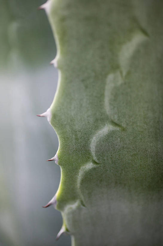 无人,竖图,室外,特写,白天,美景,植物,龙舌兰,叶子,锐利,景观,图像,绿色,自然,概念,景色,摄影,希望,锋利,尖锐,焦点,荆棘,自然风光,主题,肌理,构图,式样,番麻,彩图,付出,肉质植物,时空,龙舌掌