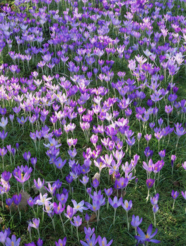 无人,竖图,室外,白天,背景,爱情,快乐,友谊,美景,许多,丰富,景观,鸢尾花,很多,图像,藏红花,紫色,自然,概念,景色,摄影,保护,番红花,鸢尾,自然风光,主题,西红花,紫蝴蝶,蓝蝴蝶,扁竹花,构图,彩图,全画面,全框架,全帧,爱丽丝,爱丽丝花,时空,全画幅