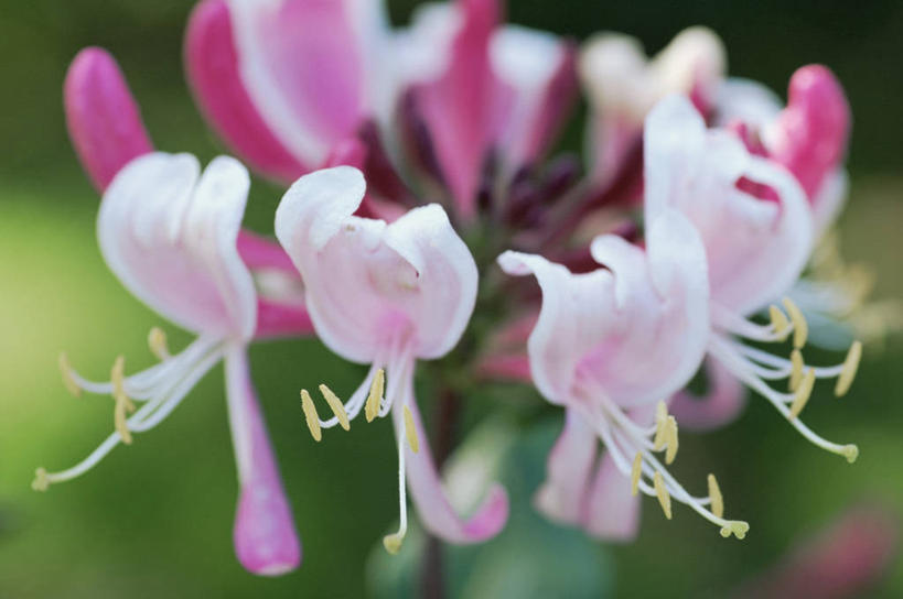 无人,横图,室外,特写,白天,美景,景观,图像,粉色,自然,概念,景色,摄影,焦点,自然风光,主题,忍冬,构图,彩图,全画面,全框架,全帧,时空,全画幅