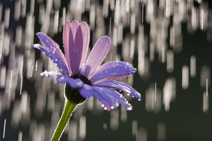 无人,横图,室外,特写,白天,美景,水,雨,盛开,景观,花蕾,浇水,雏菊,花,花瓣,花朵,鲜花,一朵,粉色,自然,花苞,花蕊,景色,摄影,自然风光,彩图