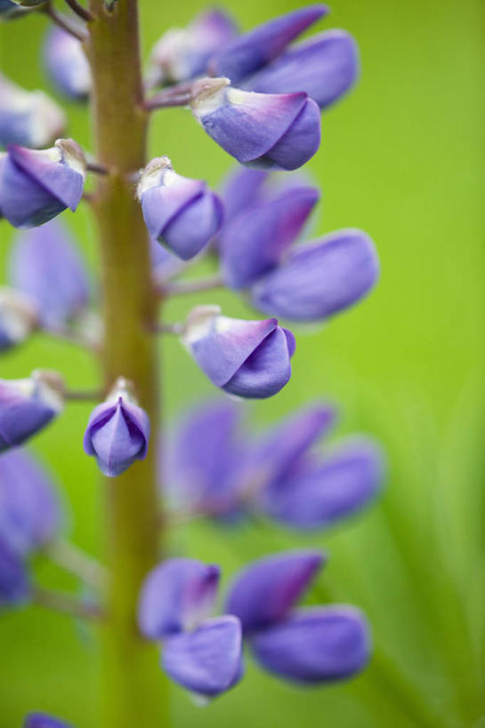 无人,竖图,室外,特写,白天,美景,景观,紫色,自然,景色,摄影,自然风光,白羽扇豆,彩图