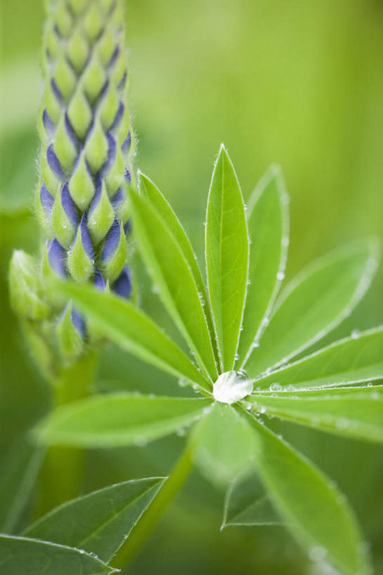 无人,竖图,室外,特写,白天,美景,叶子,景观,野花,自然,景色,摄影,清新,自然风光,白羽扇豆,彩图