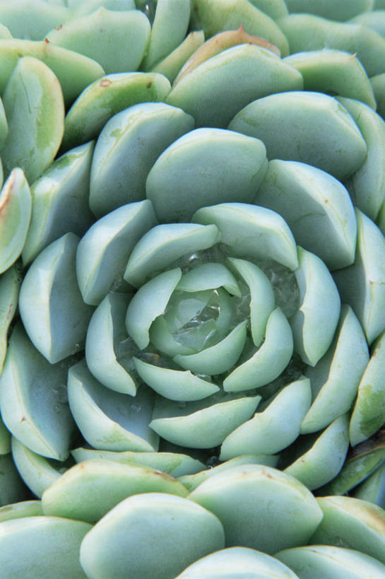 无人,竖图,室外,特写,白天,背景,爱情,美景,植物,叶子,景观,宝石花,绿色,自然,景色,摄影,生长,石莲花,清新,自然风光,勤劳,全画面,全框架,全帧,肉质植物,全画幅
