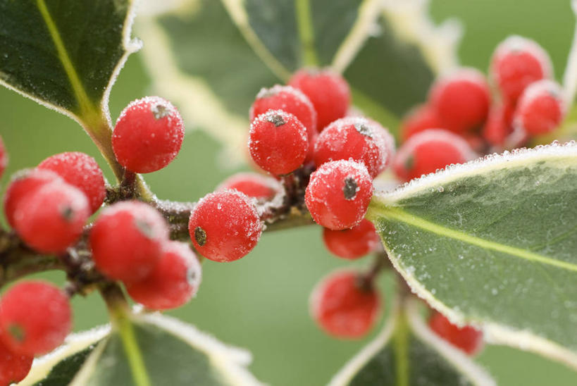 无人,横图,室外,特写,白天,美景,植物,浆果,水果,圣诞节,景观,冬天,霜,饮食,冬青树,红色,自然,景色,摄影,锋利,尖锐,清新,荆棘,自然风光