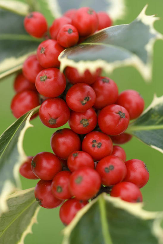 无人,竖图,室外,特写,白天,美景,植物,浆果,水果,圣诞节,景观,冬天,饮食,冬青树,红色,自然,景色,摄影,锋利,尖锐,清新,荆棘,自然风光